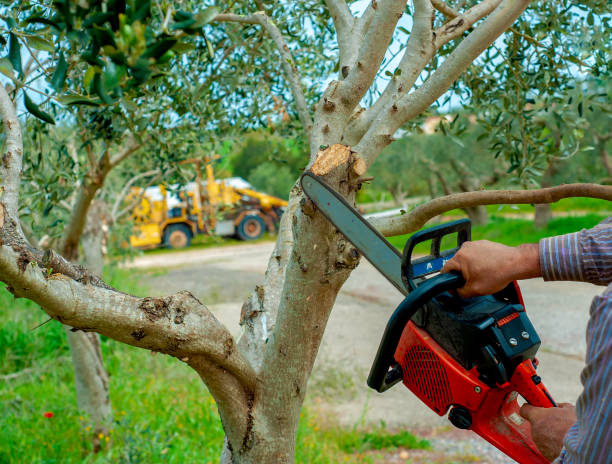 The Steps Involved in Our Tree Care Process in Bellefonte, PA